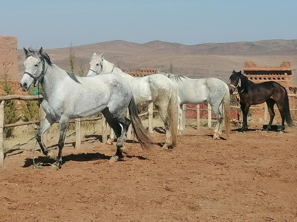 Dar Alfourssane Ferme D'Hote 瓦尔扎扎特 外观 照片