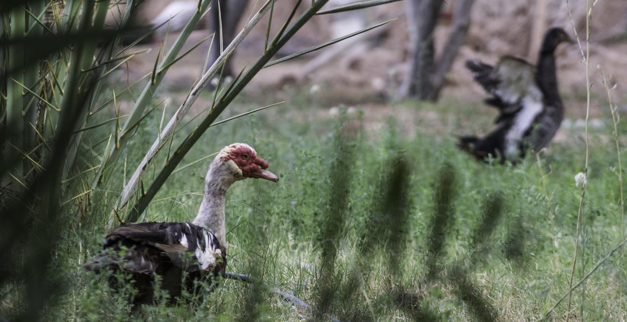 Dar Alfourssane Ferme D'Hote 瓦尔扎扎特 外观 照片