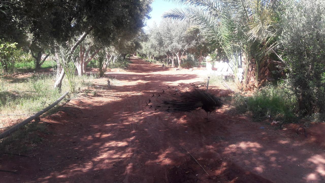 Dar Alfourssane Ferme D'Hote 瓦尔扎扎特 外观 照片