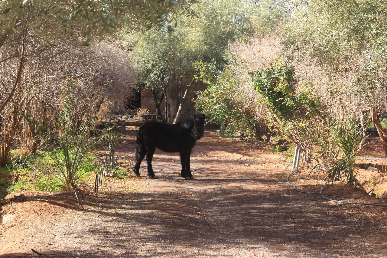 Dar Alfourssane Ferme D'Hote 瓦尔扎扎特 外观 照片