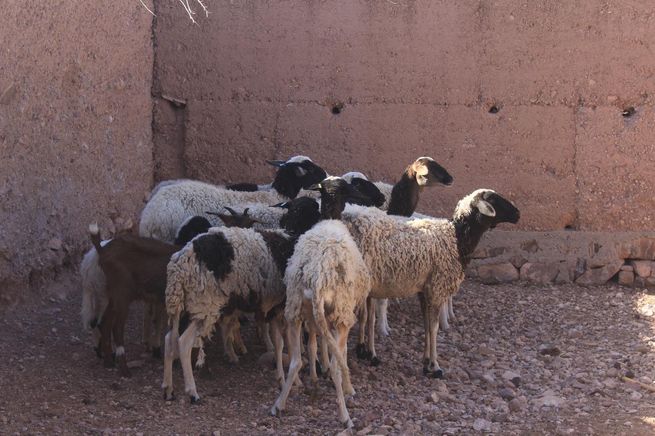 Dar Alfourssane Ferme D'Hote 瓦尔扎扎特 外观 照片