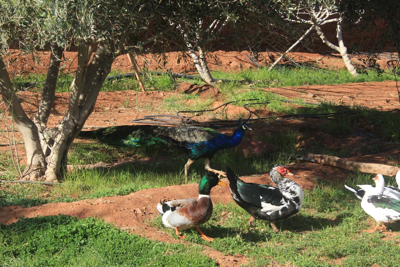 Dar Alfourssane Ferme D'Hote 瓦尔扎扎特 外观 照片
